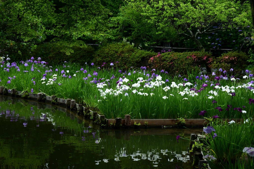 180607b梅宮大社24+