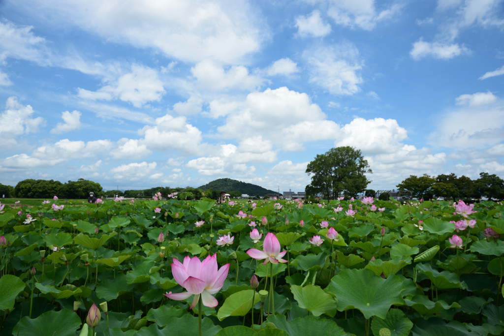 200718b藤原宮跡24