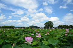 200718b藤原宮跡24