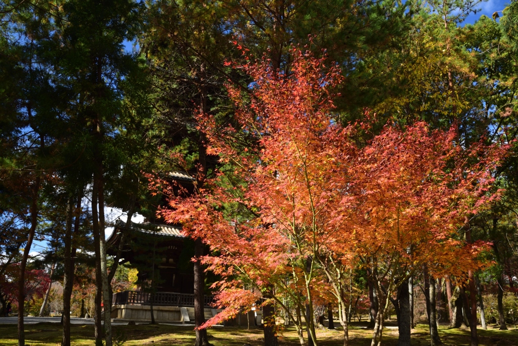 181115a仁和寺14
