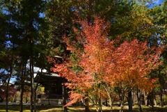 181115a仁和寺14