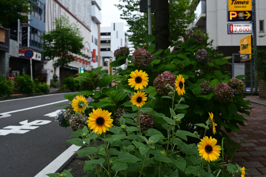 230623a新横浜16