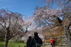 250330a京都植物園14
