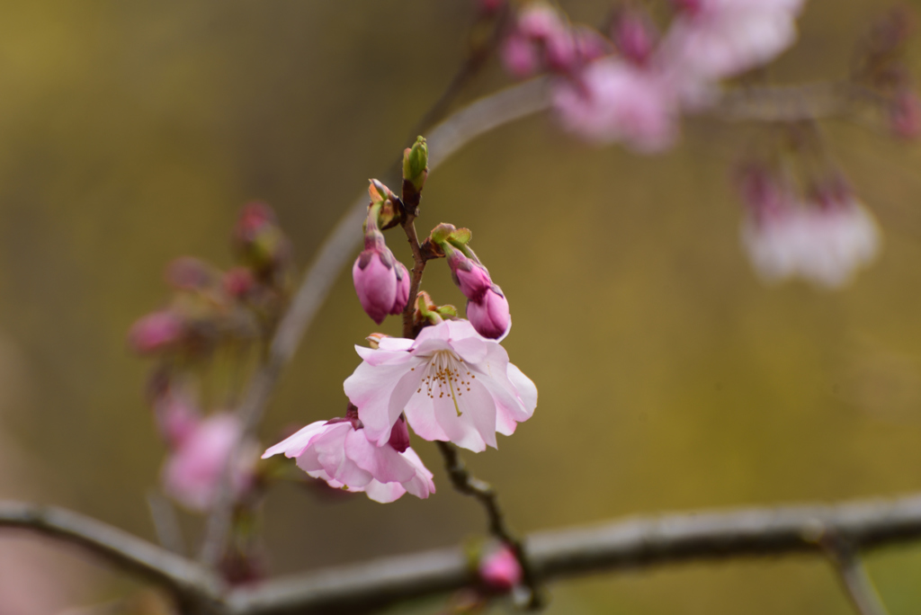 190323宇治植物園12
