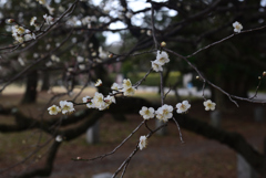 250307c京都御苑15