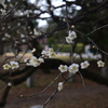 250307c京都御苑15