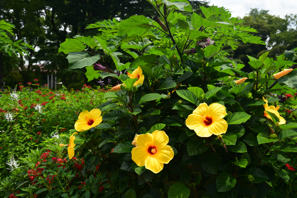 220823京都植物園58