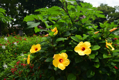 220823京都植物園58
