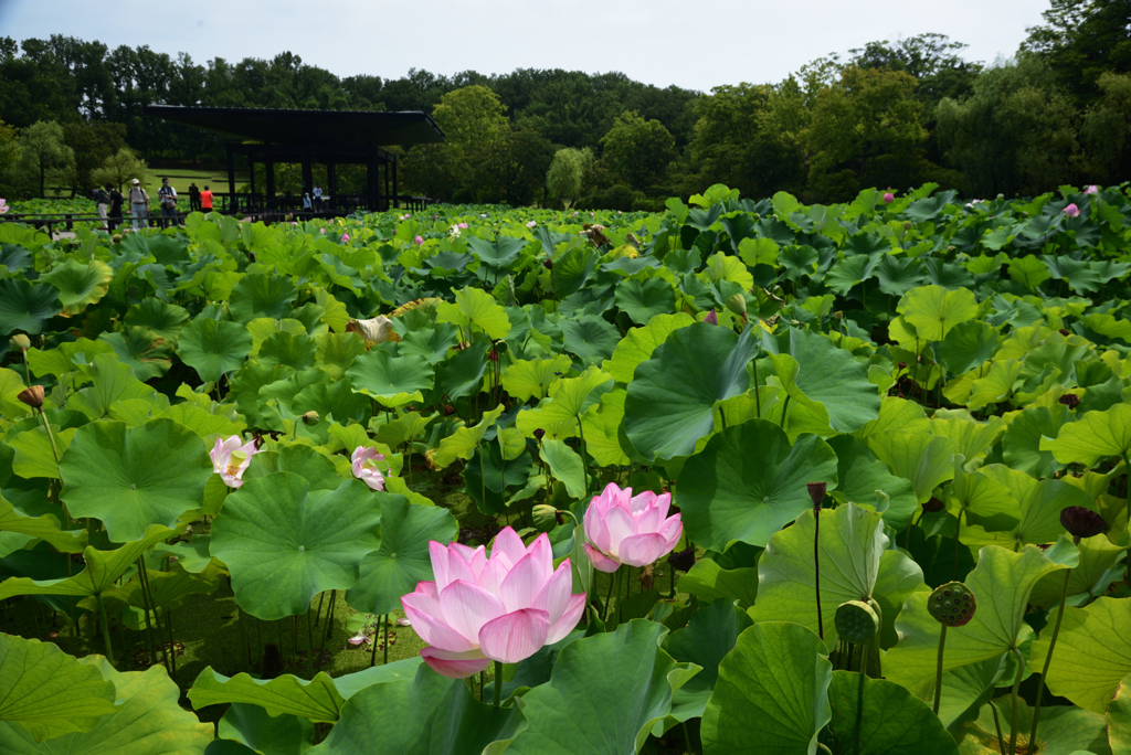 200802万博公園02