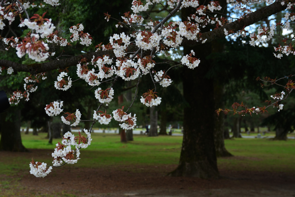 190331b京都御苑36