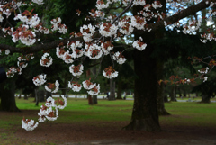 190331b京都御苑36