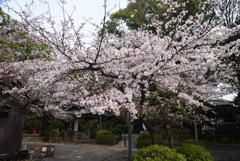 230331a神足神社01