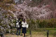 190329b京都植物園32