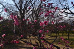 230209c梅小路公園11