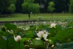 180712長居植物園20