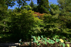 211002京都植物園11
