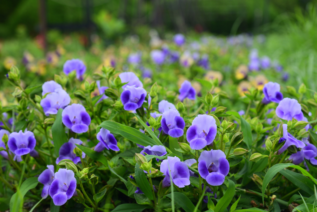 240620京都植物園05