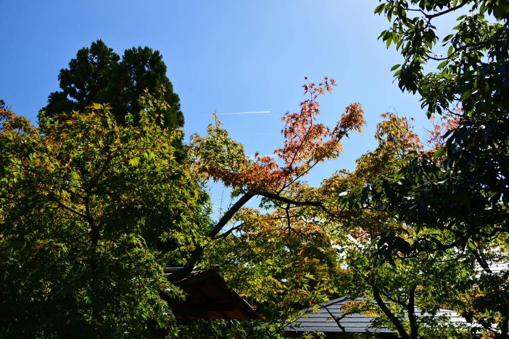221011梅小路公園03