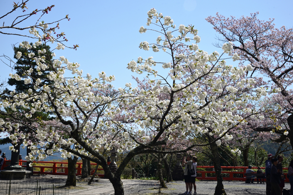 240414c鞍馬寺29