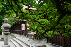 230604e平野神社16