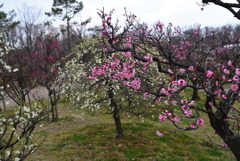 190221長居植物園29