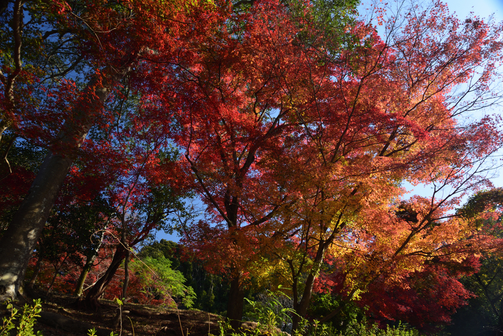 211126c興聖寺17