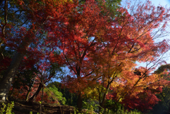 211126c興聖寺17