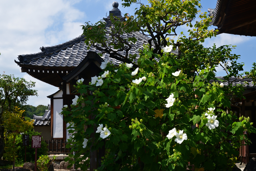 230927d飛鳥寺25