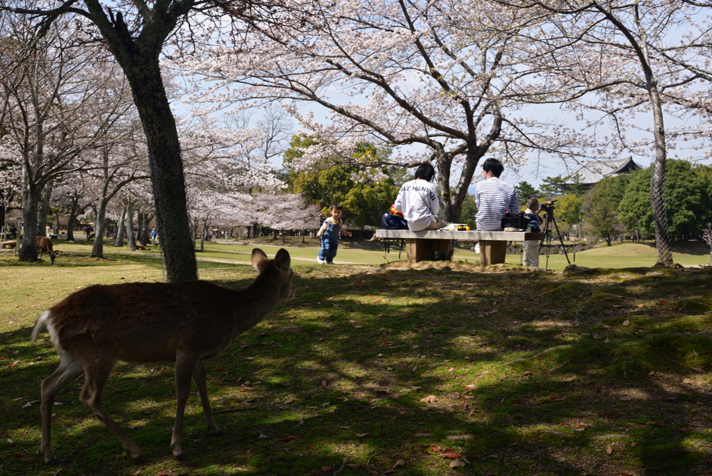 220330b奈良公園26