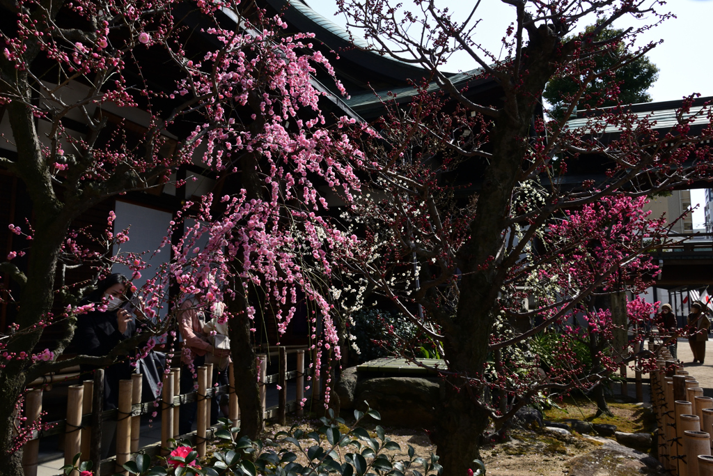 220305b大阪天満宮09