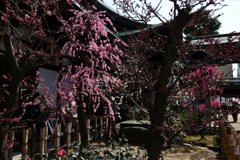 220305b大阪天満宮09