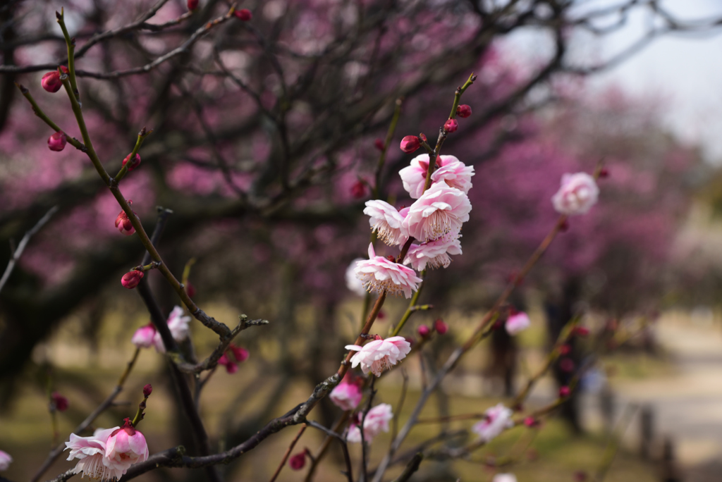190218荒山公園08