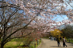 250330a京都植物園19