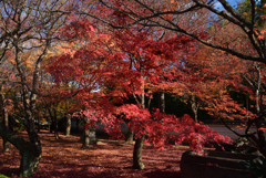 191204a相国寺06