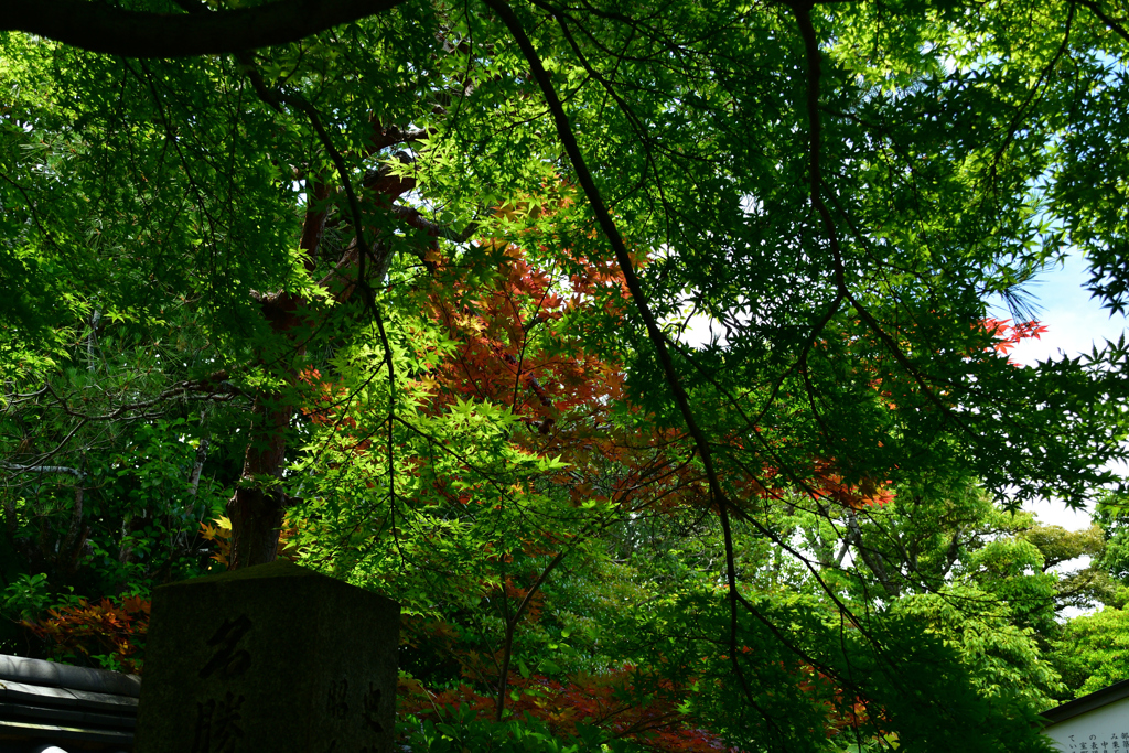 250606妙心寺退蔵院10