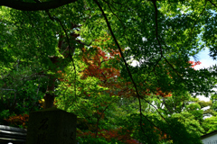 250606妙心寺退蔵院10