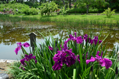 250523a浜寺公園24