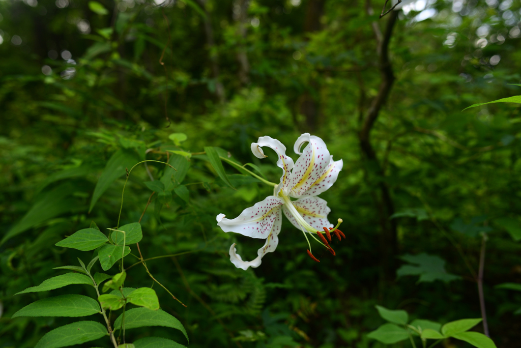 240727京都植物園27