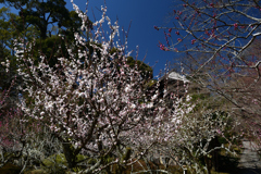 230315石山寺10