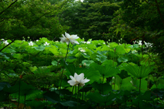 250708京都植物園53