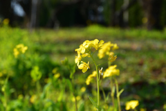 260117b平野神社02
