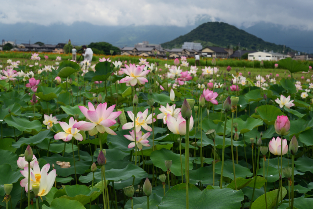 220720a藤原宮跡06