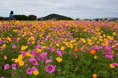 211018a藤原宮跡23