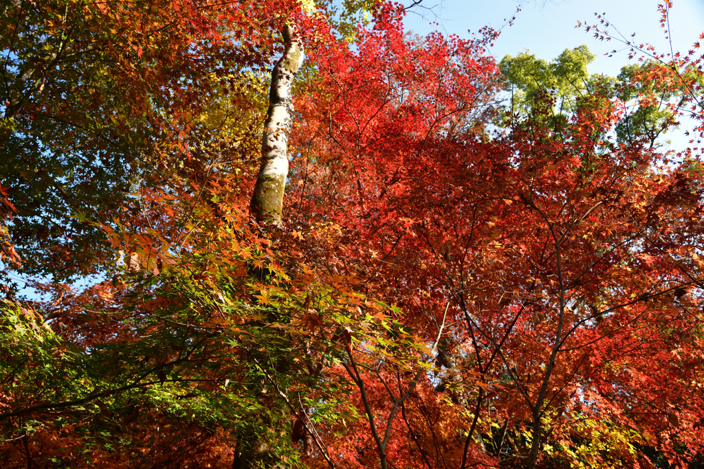 251207b下鴨神社10