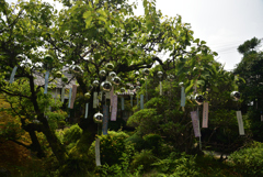 190728cおふさ観音30