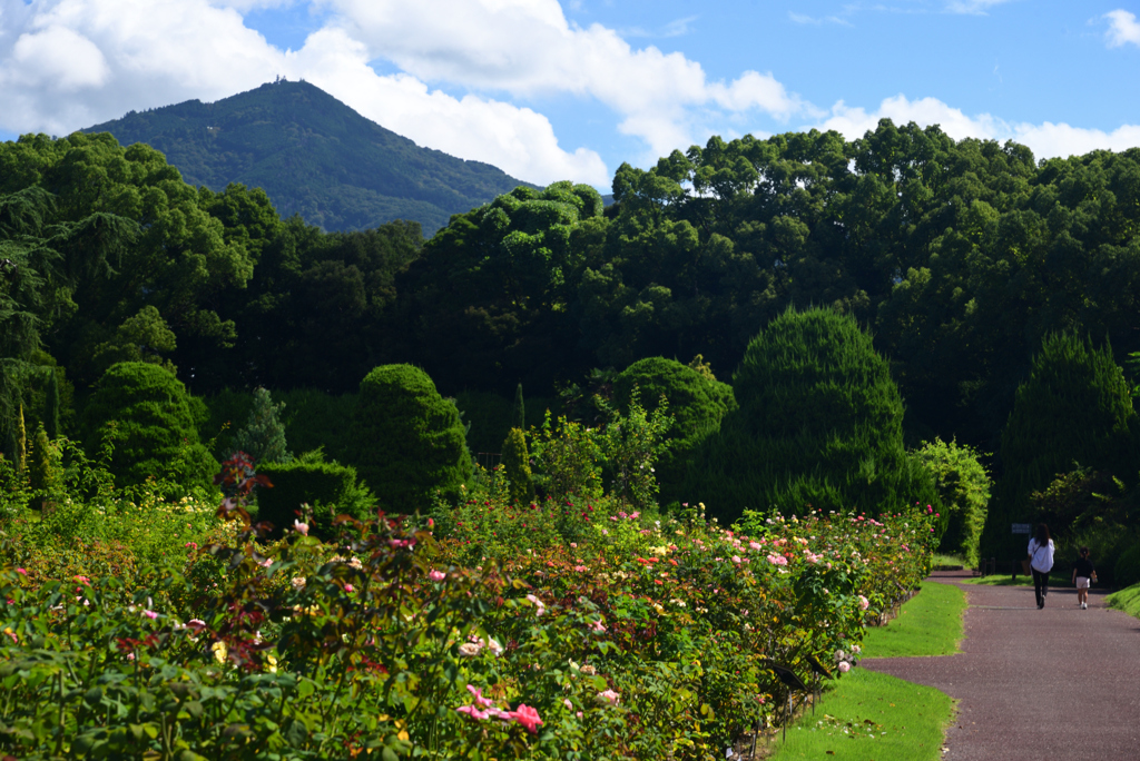 240914京都植物園01