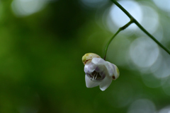 250926京都植物園21