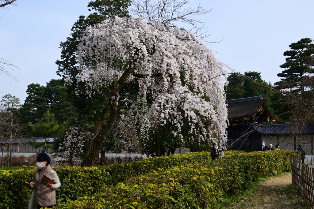 220325d京都御苑26