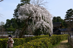 220325d京都御苑26