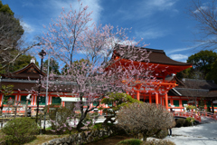 250331a上賀茂神社04